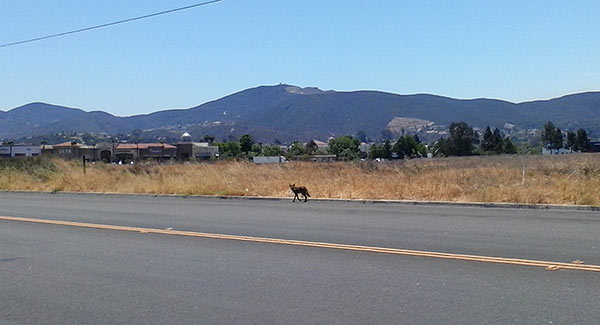 lunchtime-tales-coyote