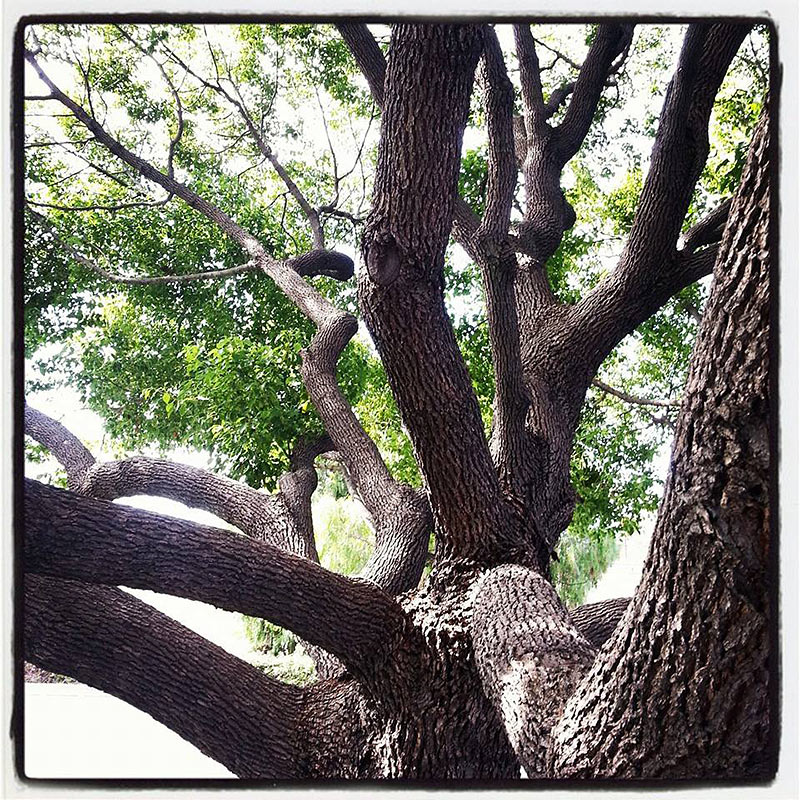The perfect climbing tree.